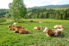 Krowy leżące na pastwisku. W tle pagórkowaty krajobraz.