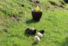 Na trawie kilak malutkich różnokolorowych kurczaczków.