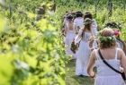 Dziewczynki w białych sukienkach idą w szeregu między krzewami winorośli