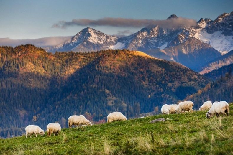 Owce wypasają się na górskiej polanie. W tle widoczne ośnieżone Tatry.