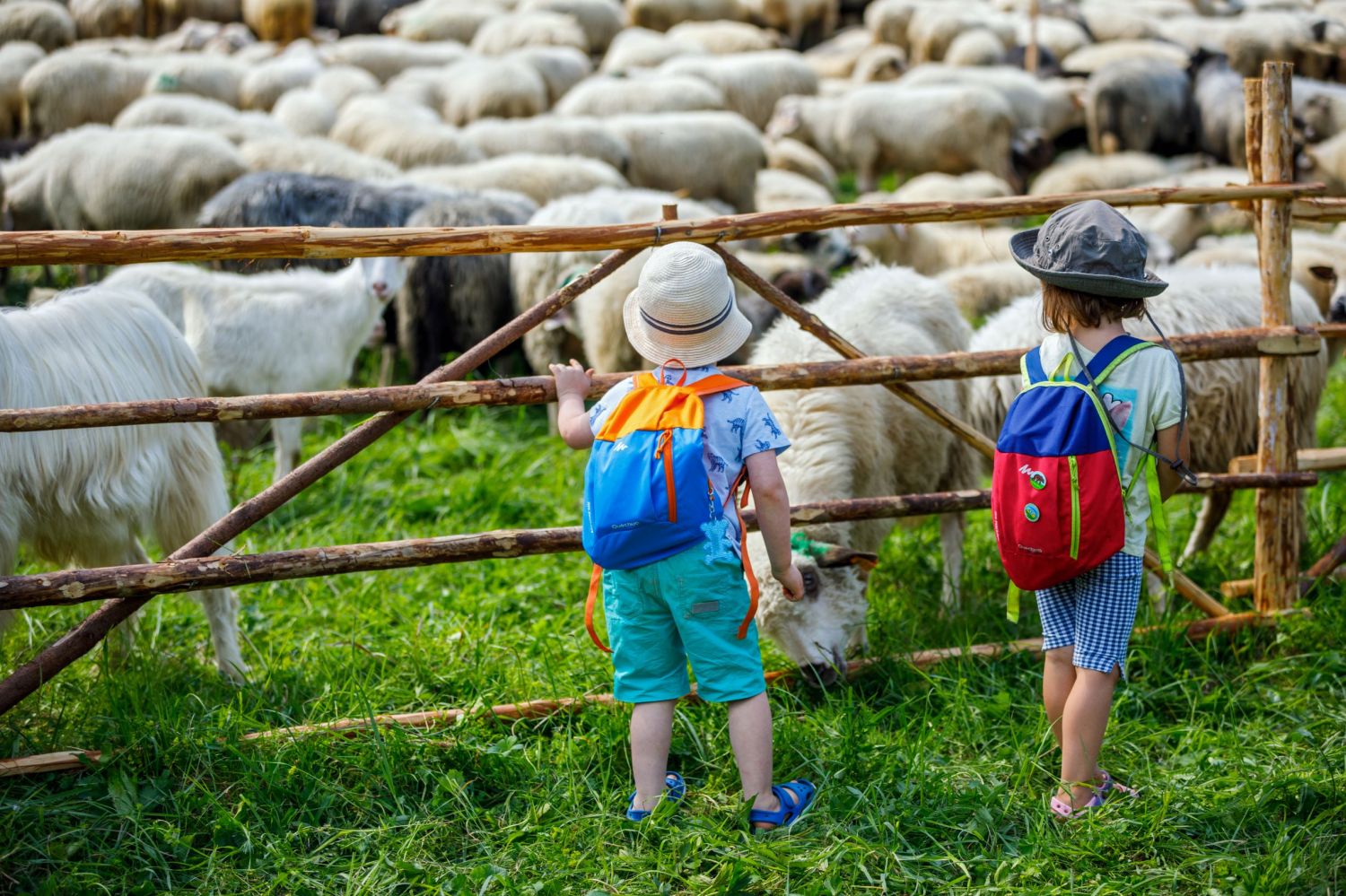 Zdjecie przedstawia dzieci obserwujące pasące sie owce