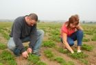 Kobieta i mężczyzna sprawdzaja jakość uprawy. Rozległe pole porośnięte grządkami zielonych rośłin.