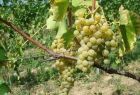 Kiść białych winogron wisząca na krzaku winorośłi
