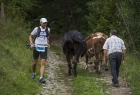 Mężczyzna biegnie polną ścieżką, w przeciwnym kierunku inny męzczyna prowadzi dwie sztuki bydła