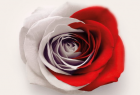 Fot. biało czerwona róża