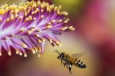 Przejdź do: W Małopolsce pszczoły zyskują na popularności