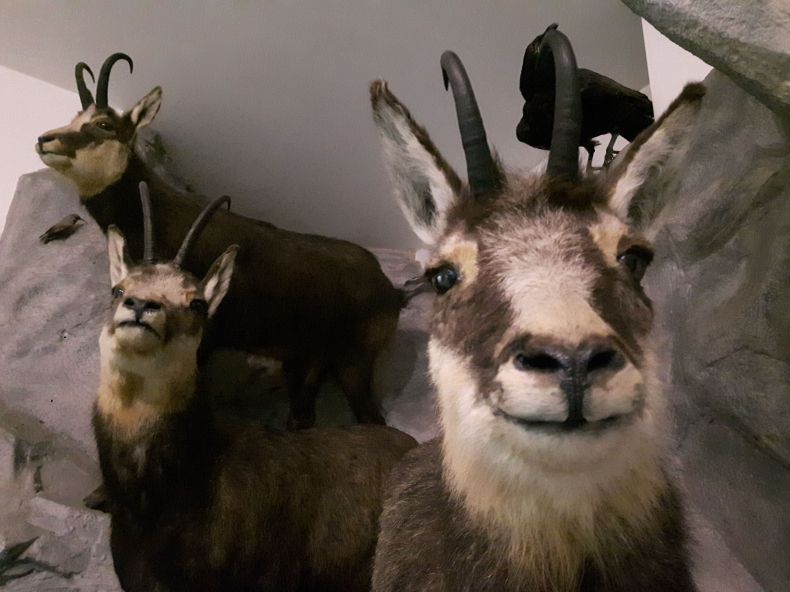 Zdjęcie eksponatów w muzeum - kozic górskich 