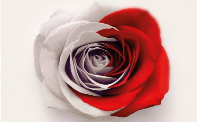 Fot. biało czerwona róża