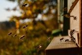 Przejdź do: Pół miliona na inicjatywy pszczelarskie