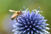 Przejdź do: Małopolska troszczy się o pszczoły