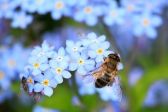 Przejdź do: Małopolska troszczy się o pszczoły