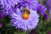 Przejdź do: Małopolska dba o pszczoły