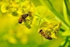 Dwie pszczoły na kwiatkach zielonej rośliny zbierają nektar