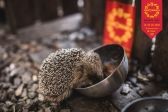 Przejdź do: Uczta na Jurze dobiegła końca