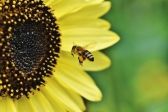 Przejdź do: Przed nami V edycja konkursu Małopolska Pszczoła - przedłużony termin składania wniosków