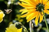Przejdź do: Światowy Dzień Pszczół