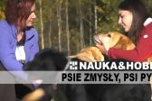 Przejdź do: Nauka & Hobby - edukacyjne filmy Cogiteonu