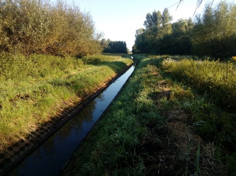 Widok na wypełniony wodą rów melioracyjny, wkoło wykoszona trawa. W tle zieleń i las 