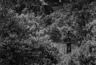 Zdjęcie czarno - białe autorstwa Rafała Marchuta, na którym kamienny krzyż stoi pod drzewem