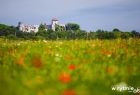 Łąka, w tle widok na Tyniec