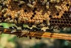 pracujące pszczoły na plastrze miodu 
