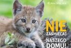 Plakat kampanii edukacyjnej ekoMałopolski: młody ryś na tle zieleni, obok napis "Nie zaśmiecaj naszego domu"