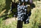 Kiść winogron w winnicy
