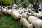 Goście wydarzenia obserwujący stado owiec