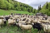 Przejdź do: Sezon pasterski w Ochotnicy rozpoczęty