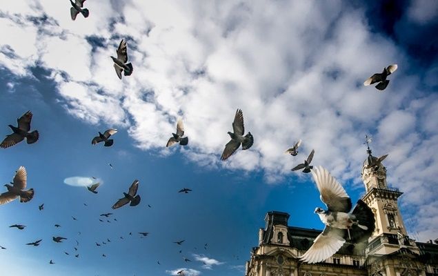 Lecące gołębie na tle niebieskiego nieba.