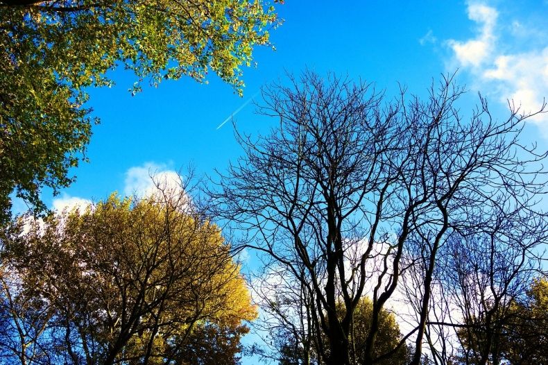 Korony drzew na tle błękitnego nieba