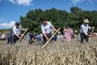 widok na kilku mężczyzn koszących zboże