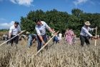 widok na kilku mężczyzn koszących zboże