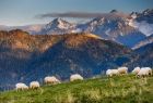 Owce wypasają się na górskiej polanie. W tle widoczne ośnieżone Tatry.