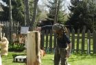 rzeźbiarz w plenerze podczas pracy - w trakcie mierzenia stojącej kłody drewna

