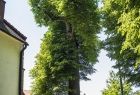 Grupa osób podczas spaceru przyrodniczego, stojących pod drzewem