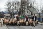 Stado owiec prowadzonych przez Baców i Juhasów ubranych w tradycyjne stroje. Owce idą środkiem drogi, w tle widać konie i bryczki. 