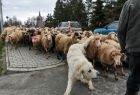 Stado owiec idzie środkiem drogi z lewej strony widać dużego białego psa pilnującego idących owiec. Stado idzie środkiem drogi. Z prawej strony widać zaparkowane przy drodze samochody. 