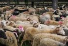 Widok na stado owiec, cześć z nich na wełnie ma ślady różową farbe. 
