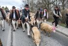 Dzieci w tradycyjnych strojach ludowych wraz z dorosłymi również w tradycyjnych strojach, prowadza ulicami miasta stado owiec.