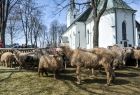 Stado owiec pasie się miedzy drzwiami tuz obok kościoła.