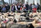 Na pierwszym palnie widać stado owiec, niektóre z nich na wełnie mają różowe znaczniki wykonane farbą. Za stadem widać niewielki drewniany płot, za którym stoi tłum przyglądających się im ludzi. W tle widać mury kościoła. 