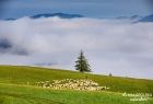 Widok na górską halę i owce. Za nimi drzewo iglaste i góry przesłonięte chmurami.