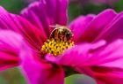 Pszczoła siedzi na różowym kwiatku
