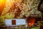 Na zdjęciu pobielona drewniana chałupa kryta strzechą w blasku zachodzącego słońca w otoczeniu kwitnących drzew