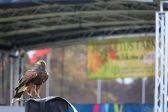 Przejdź do: Hubertus Tarnowski w Stadninie Koni w Klikowej