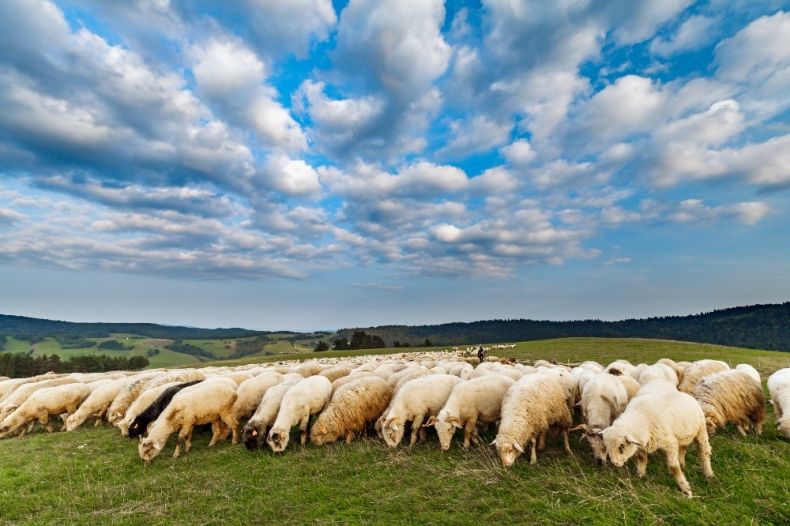 Wypas owiec, Szlak Kultury Wołoskiej