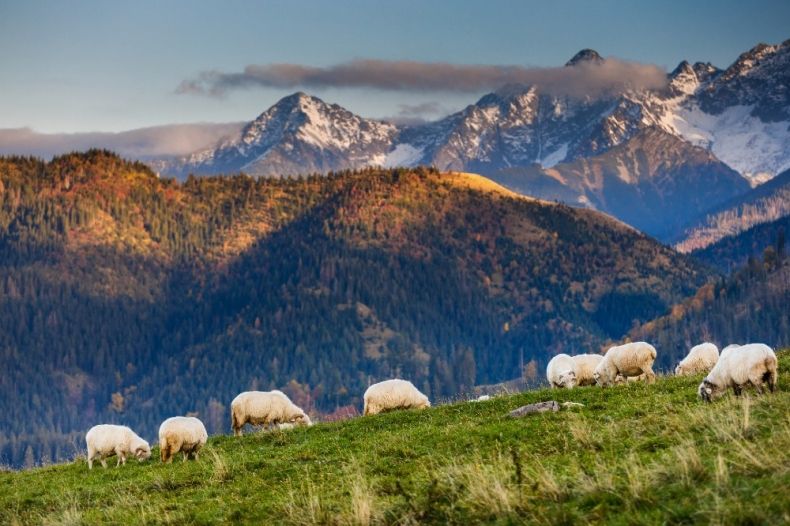 Owce na Rusinowej Polanie w Tatrach