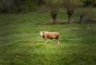 krowa na pastwisku
