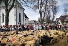 owce święcone przez księdza w pobliżu kościoła